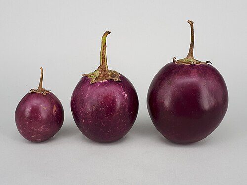 Eggplant